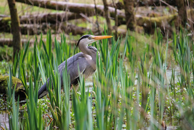 High angle view of gray heron on field