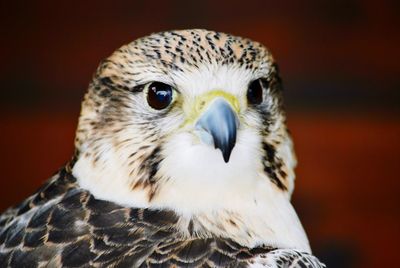 Close-up portrait of owl