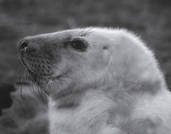 Close-up of grey seal on field