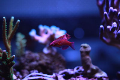 Close-up of fish swimming in aquarium