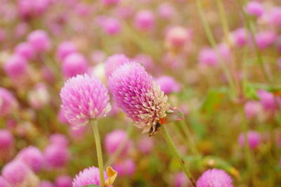 Close-up of pink flowering plant on field