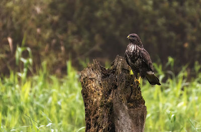 Close-up of eagle perching on tree trunk