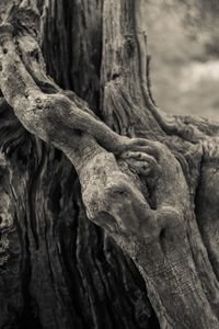 Close-up of tree trunk