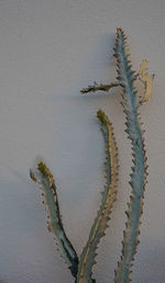 High angle view of succulent plant on table against white wall