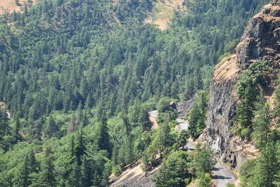 High angle view of pine trees