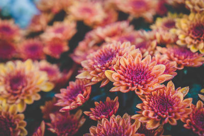 Close-up of pink flowering plants