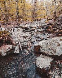 View of trees in forest