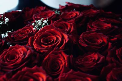 Close-up of red roses