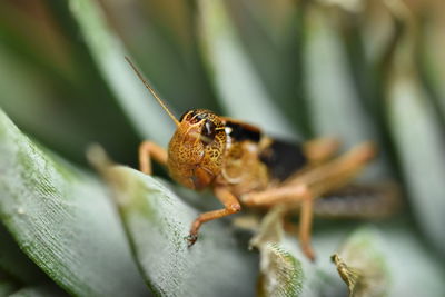 Close-up of butterfly on flower