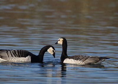 Ducks swimming in lake