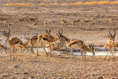 Gazelles on field in forest