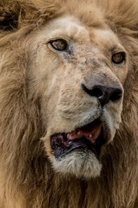 Close-up portrait of a lion