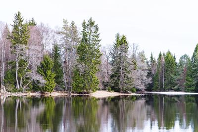 Scenic view of lake against trees in forest