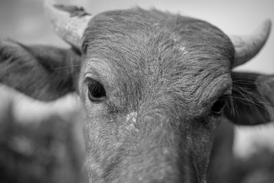 Close-up portrait of a horse