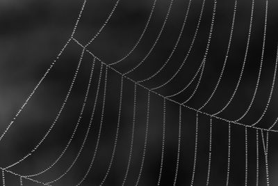 Macro shot of wet spider web at night