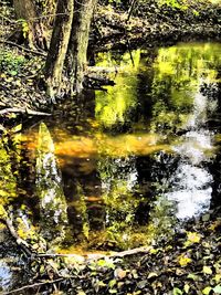 Reflection of trees in pond