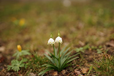 Close-up of white flowering plant on land