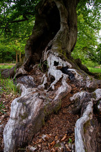 Tree trunk on field in forest