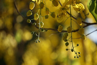 Close-up of plant