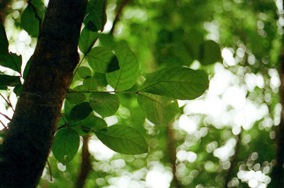 Low angle view of leaves on tree in forest