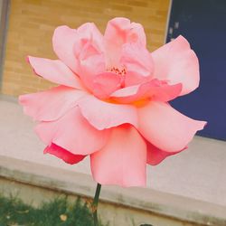 Close-up of pink flower