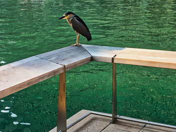 High angle view of bird perching on railing