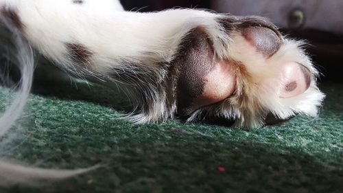 Close-up portrait of dog