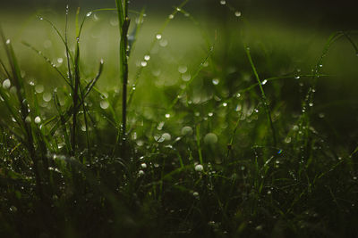 Close-up of wet grass on field during rainy season