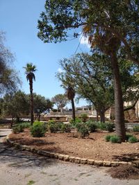 Trees on field against clear sky