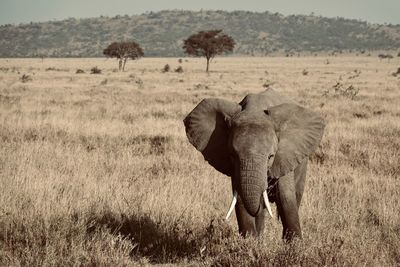 Elephant on grassland