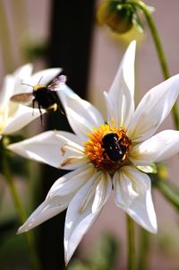 Close-up of bee on white flower