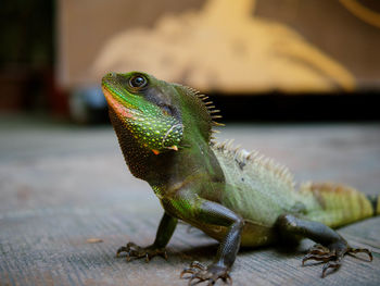 Close-up of lizard