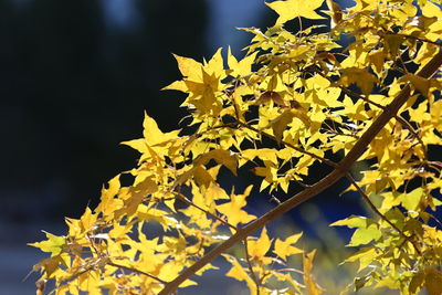 Low angle view of yellow maple leaves