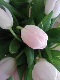 Close-up of pink tulip