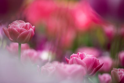Close-up of pink roses