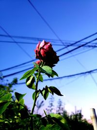 Low angle view of flowering plant against blue sky