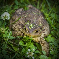 Close-up of frog on land