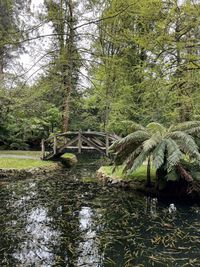 Plants and trees by lake in forest