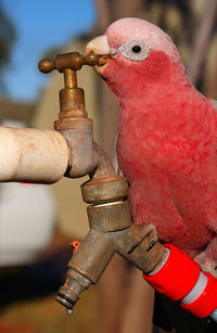 Close-up of bird perching on faucet