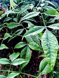 Close-up of leaves