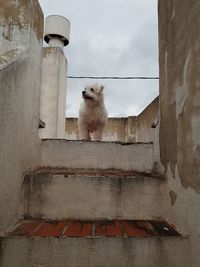 Low angle view of dog on wall against sky