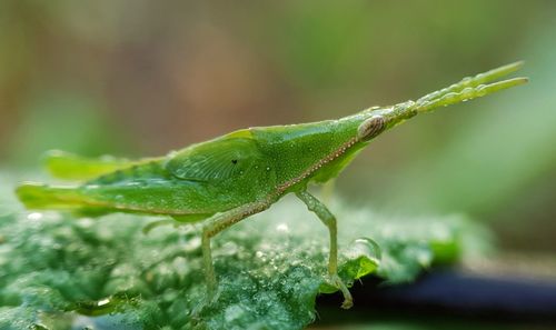 Close-up of insect on leaf