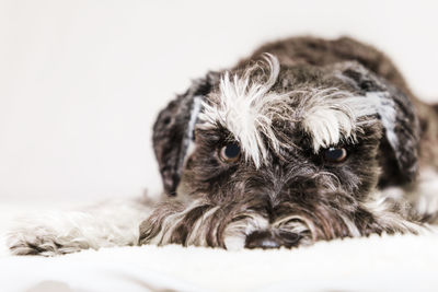 Close-up portrait of a dog over white background