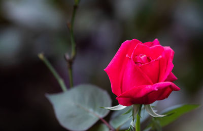 Close-up of pink rose