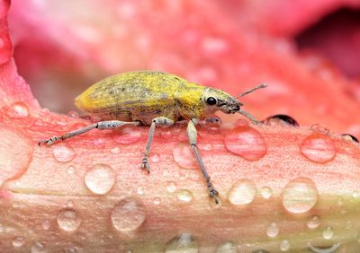 Close-up of insect on flower