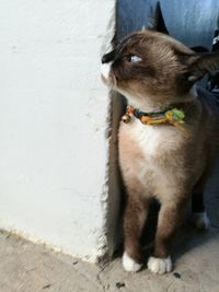 Close-up of dog standing outdoors