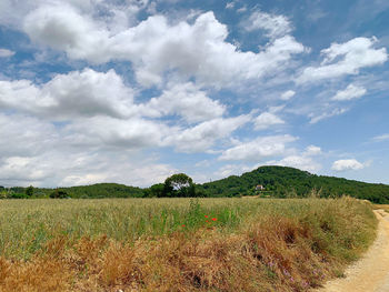 Scenic view of agricultural field against sky
