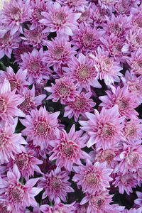 High angle view of pink flowering plants