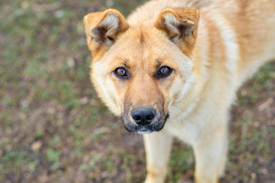 Portrait of redhead and stray dog, closeup. dog looking at the camera