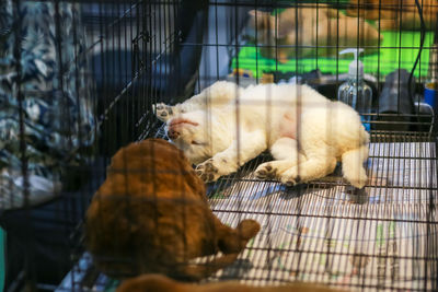 A puppy in a cage for sale in the mall is sleeping. poor dog waiting for someone to buy it.
